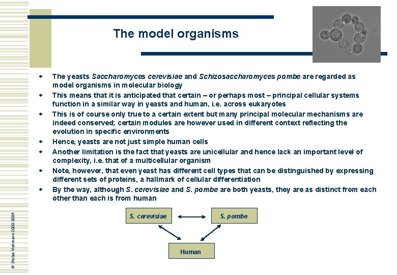 The model organisms w w w © Stefan Hohmann 2000 -2004 w The yeasts