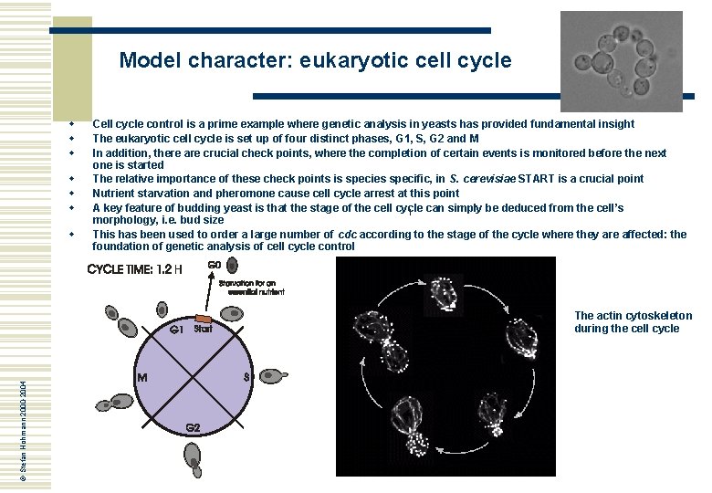 Model character: eukaryotic cell cycle w w w w Cell cycle control is a