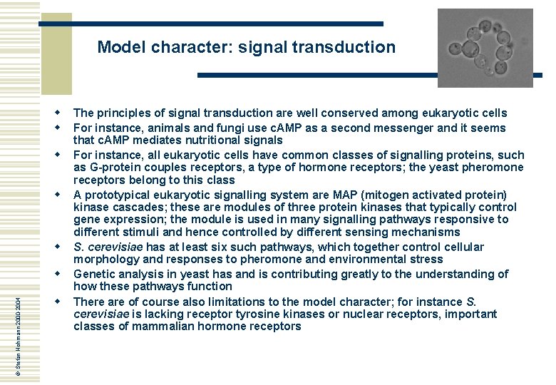 Model character: signal transduction w w w © Stefan Hohmann 2000 -2004 w w