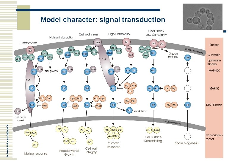 © Stefan Hohmann 2000 -2004 Model character: signal transduction 