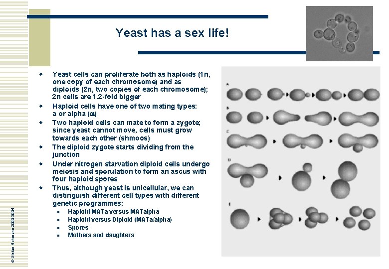 Yeast has a sex life! w w w © Stefan Hohmann 2000 -2004 w