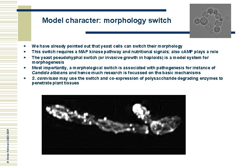 Model character: morphology switch w w © Stefan Hohmann 2000 -2004 w We have