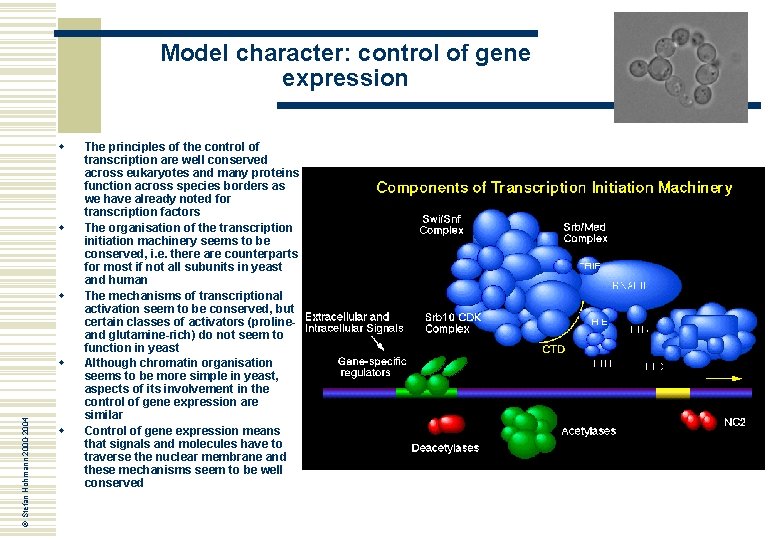 Model character: control of gene expression w w w © Stefan Hohmann 2000 -2004