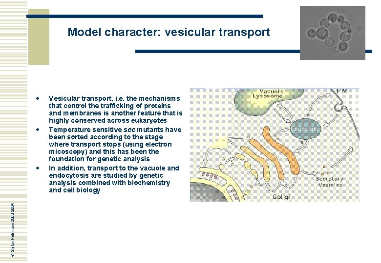 Model character: vesicular transport w w © Stefan Hohmann 2000 -2004 w Vesicular transport,