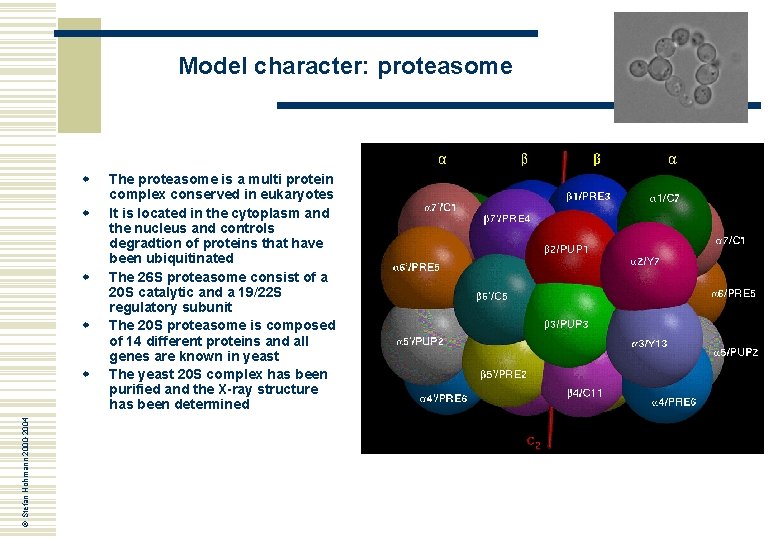 Model character: proteasome w w © Stefan Hohmann 2000 -2004 w The proteasome is