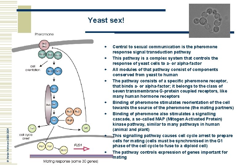 Yeast sex! w w w © Stefan Hohmann 2000 -2004 w w w Central