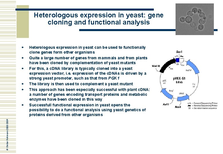 Heterologous expression in yeast: gene cloning and functional analysis w w w © Stefan