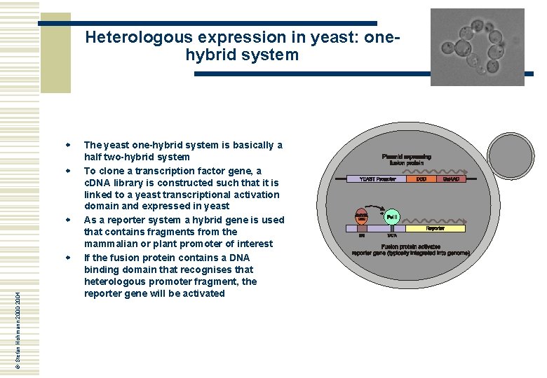 Heterologous expression in yeast: onehybrid system w w w © Stefan Hohmann 2000 -2004