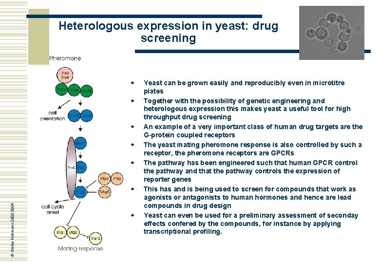 Heterologous expression in yeast: drug screening w w w © Stefan Hohmann 2000 -2004