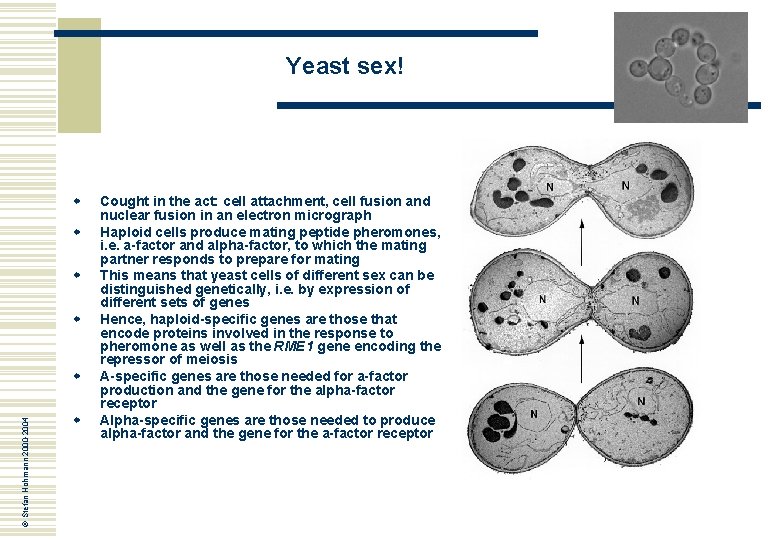 Yeast sex! w w © Stefan Hohmann 2000 -2004 w w Cought in the