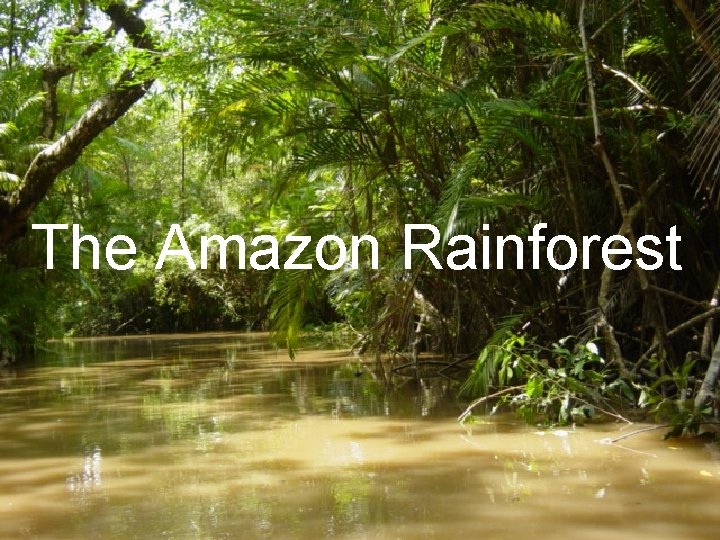 The Amazon Rainforest 