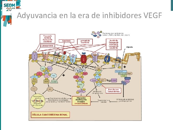 Adyuvancia en la era de inhibidores VEGF 