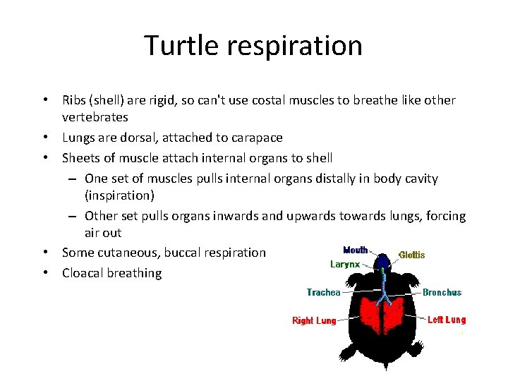 Turtle respiration • Ribs (shell) are rigid, so can't use costal muscles to breathe