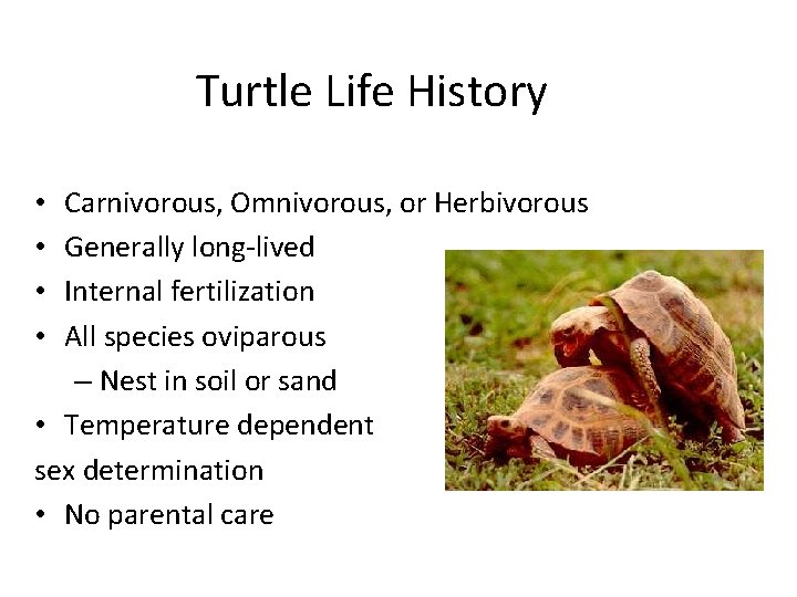 Turtle Life History Carnivorous, Omnivorous, or Herbivorous Generally long-lived Internal fertilization All species oviparous