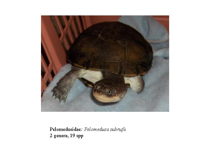 Pelomedusidae: Pelomedusa subrufa 2 genera, 19 spp 