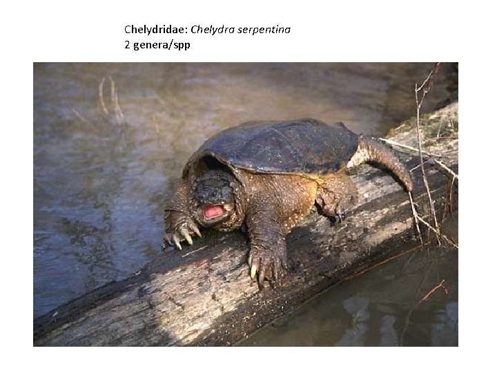 Chelydridae: Chelydra serpentina 2 genera/spp 