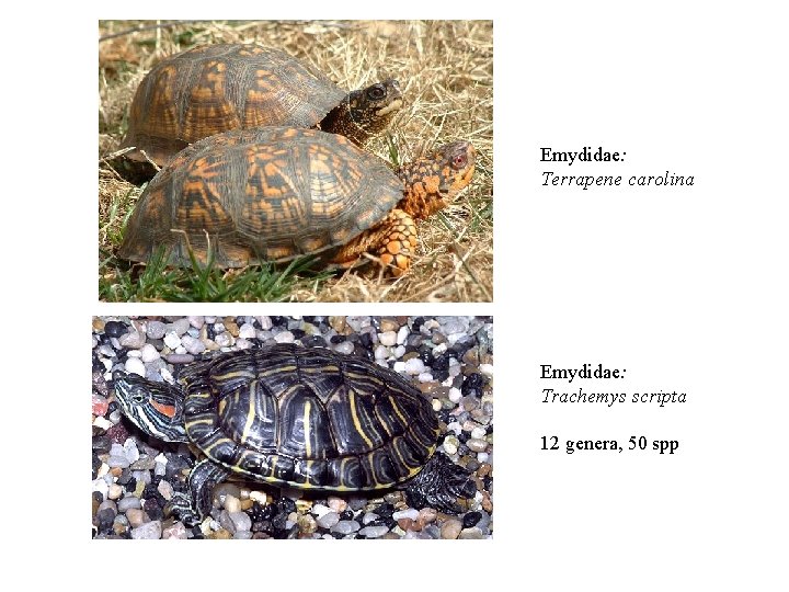 Emydidae: Terrapene carolina Emydidae: Trachemys scripta 12 genera, 50 spp 