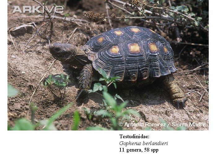 Testudinidae: Gopherus berlandieri 11 genera, 58 spp 