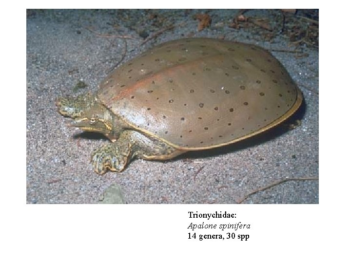 Trionychidae: Apalone spinifera 14 genera, 30 spp 