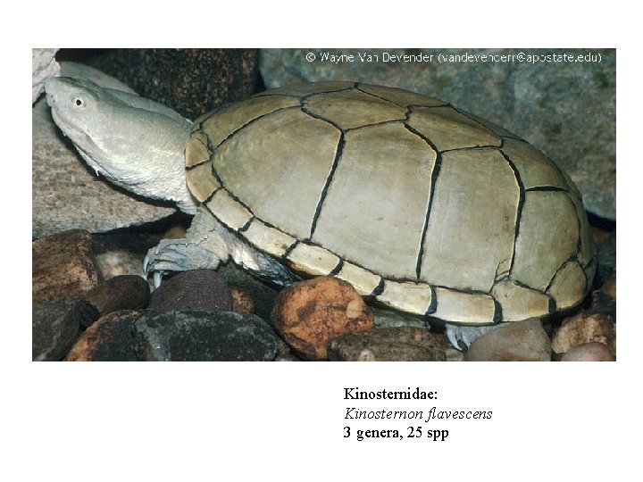 Kinosternidae: Kinosternon flavescens 3 genera, 25 spp 