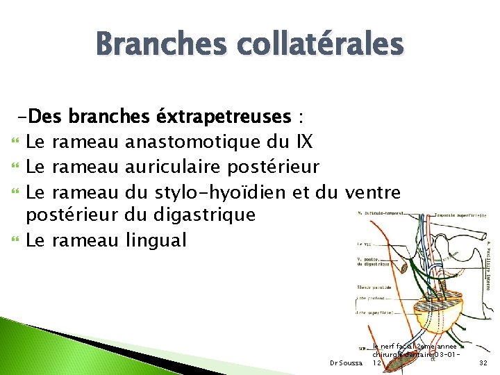 Branches collatérales -Des branches éxtrapetreuses : Le rameau anastomotique du IX Le rameau auriculaire