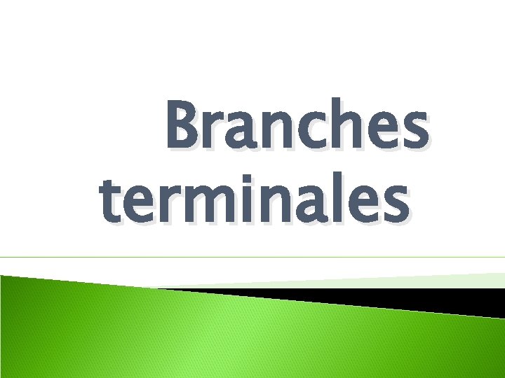 Branches terminales 