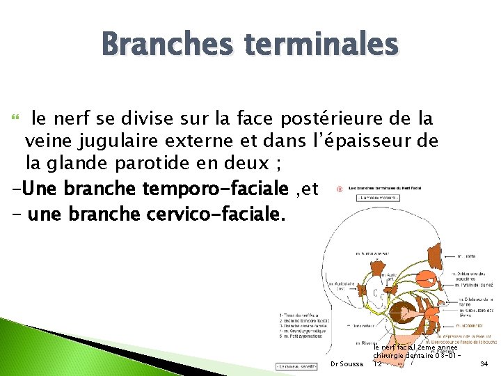 Branches terminales le nerf se divise sur la face postérieure de la veine jugulaire