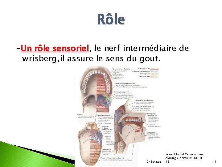 Rôle -Un rôle sensoriel, le nerf intermédiaire de wrisberg, il assure le sens du