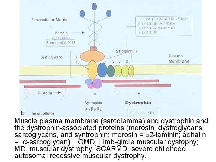  Muscle plasma membrane (sarcolemma) and dystrophin and the dystrophin-associated proteins (merosin, dystroglycans, sarcoglycans,