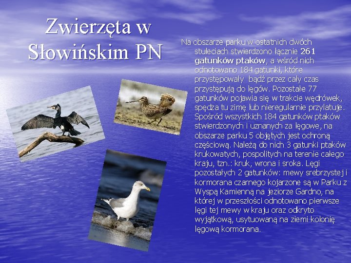  Zwierzęta w Słowińskim PN Na obszarze parku w ostatnich dwóch stuleciach stwierdzono łącznie