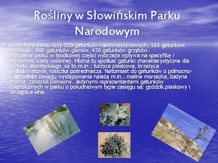 Rośliny w Słowińskim Parku Narodowym W sumie flora parku liczy 920 gatunków roślin naczyniowych,