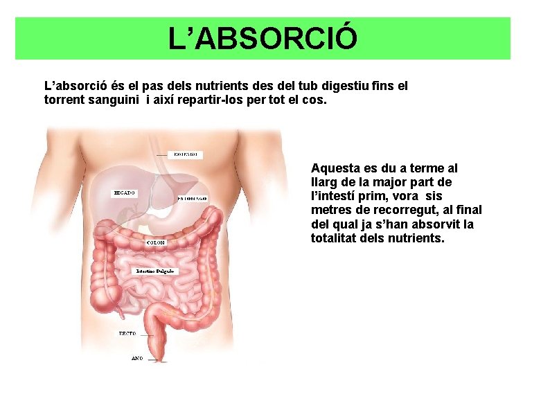 L’ABSORCIÓ L’absorció és el pas dels nutrients del tub digestiu fins el torrent sanguini