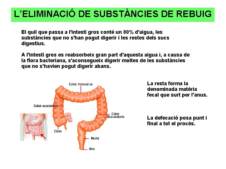 L’ELIMINACIÓ DE SUBSTÀNCIES DE REBUIG El quil que passa a l'intestí gros conté un