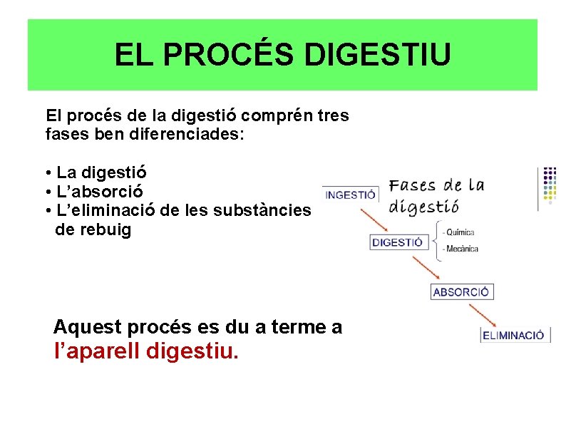 EL PROCÉS DIGESTIU El procés de la digestió comprén tres fases ben diferenciades: •