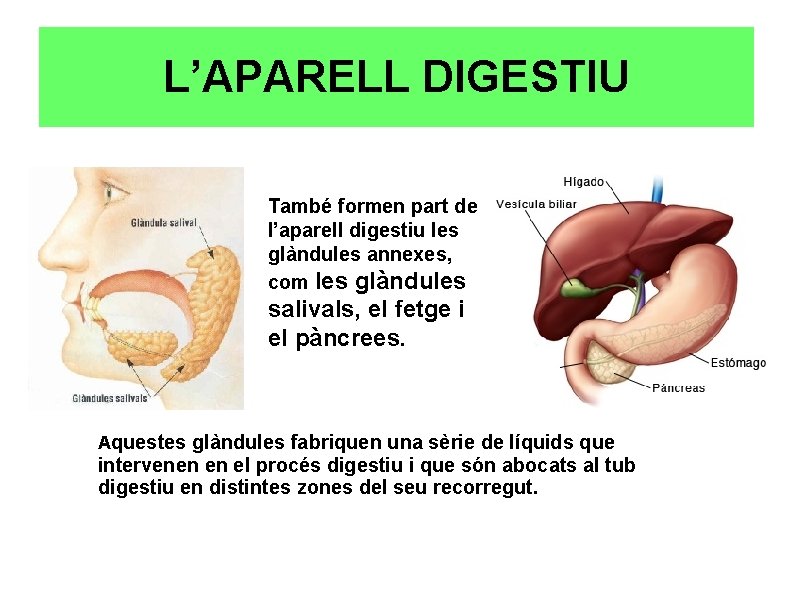 L’APARELL DIGESTIU També formen part de l’aparell digestiu les glàndules annexes, com les glàndules