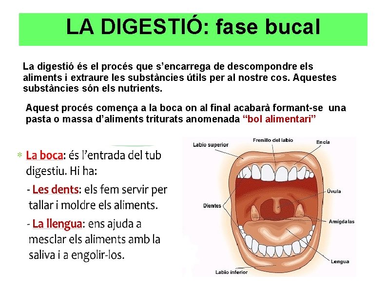 LA DIGESTIÓ: fase bucal La digestió és el procés que s’encarrega de descompondre els