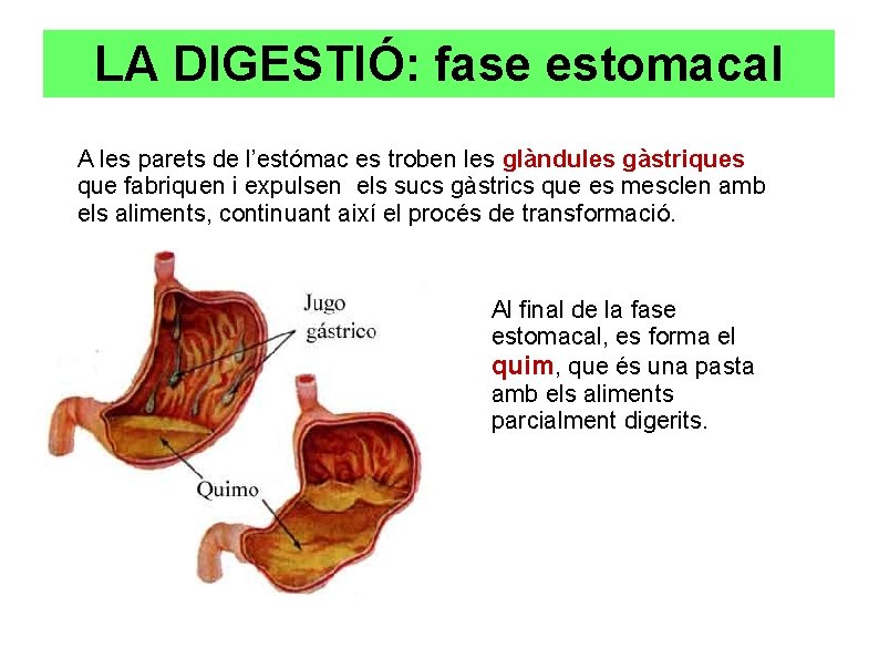 LA DIGESTIÓ: fase estomacal A les parets de l’estómac es troben les glàndules gàstriques