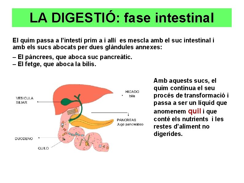 LA DIGESTIÓ: fase intestinal El quim passa a l’intestí prim a i allí es