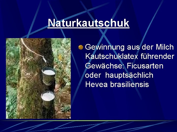 Naturkautschuk Gewinnung aus der Milch Kautschuklatex führender Gewächse: Ficusarten oder hauptsächlich Hevea brasiliensis Naturkautschuk Gewinnung aus der Milch Kautschuklatex führender Gewächse: Ficusarten oder hauptsächlich Hevea brasiliensis