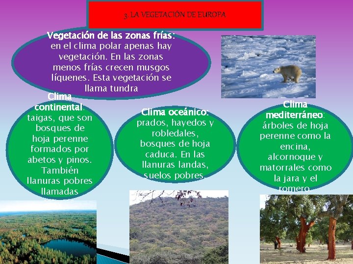 3. LA VEGETACIÓN DE EUROPA Vegetación de las zonas frías: en el clima polar