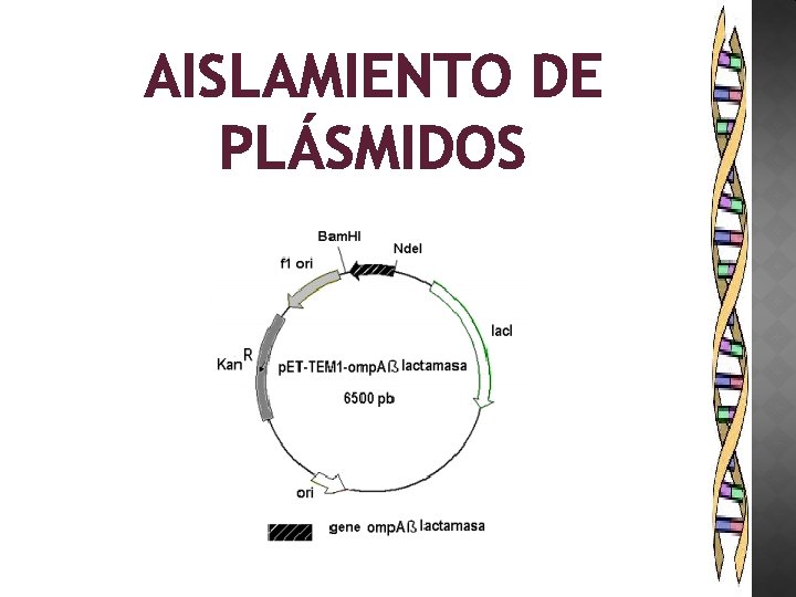 AISLAMIENTO DE PLÁSMIDOS 