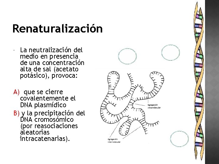 Renaturalización La neutralización del medio en presencia de una concentración alta de sal (acetato