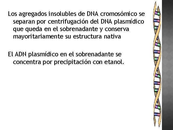 Los agregados insolubles de DNA cromosómico se separan por centrifugación del DNA plasmídico queda
