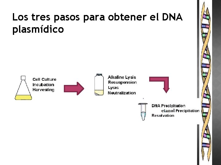 Los tres pasos para obtener el DNA plasmídico 