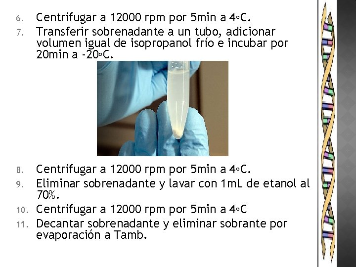 6. 7. 8. 9. 10. 11. Centrifugar a 12000 rpm por 5 min a