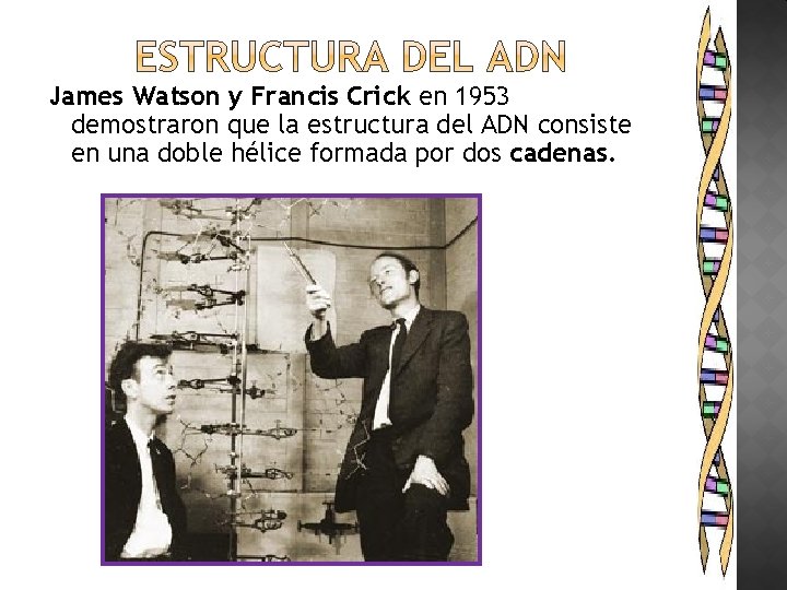 James Watson y Francis Crick en 1953 demostraron que la estructura del ADN consiste