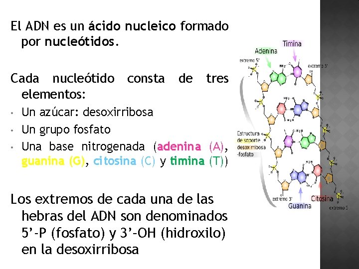 El ADN es un ácido nucleico formado por nucleótidos. Cada nucleótido elementos: • •