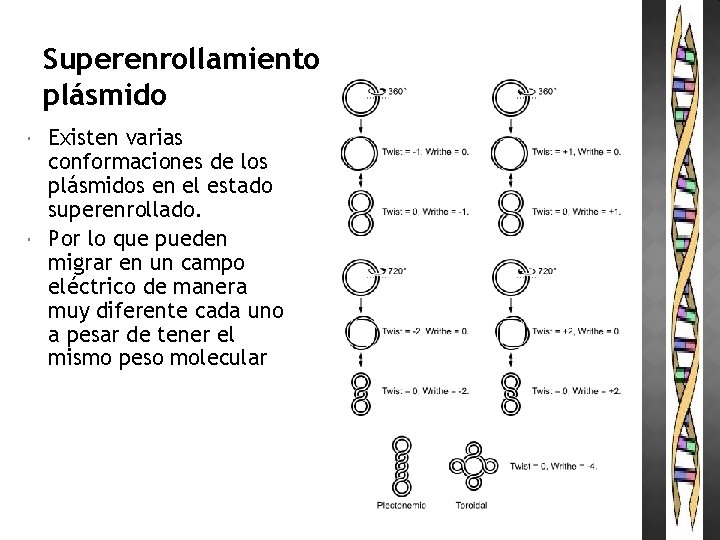 Superenrollamiento plásmido Existen varias conformaciones de los plásmidos en el estado superenrollado. Por lo