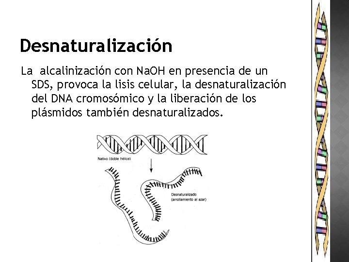 Desnaturalización La alcalinización con Na. OH en presencia de un SDS, provoca la lisis