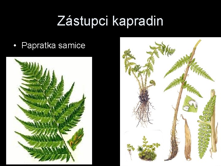 Zástupci kapradin • Papratka samice 